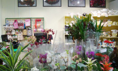Торговое оборудование для цветочных магазинов